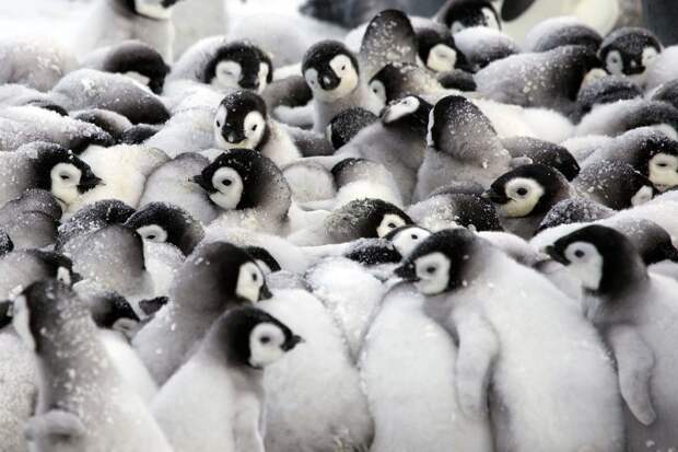 Как греются пингвины Антарктика, пингвины, познавательно