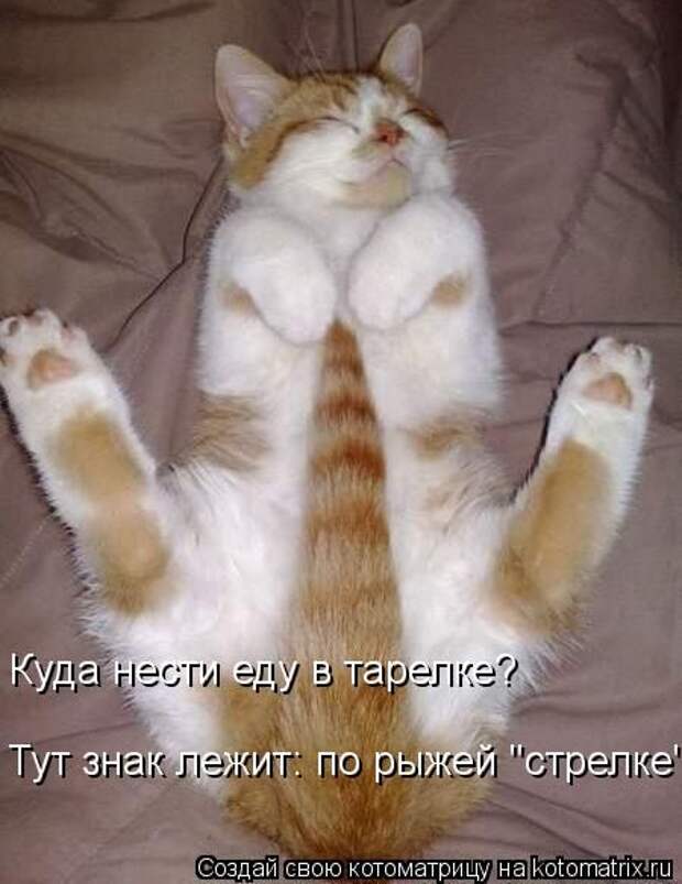 Котоматрицы(картинки с надписями)