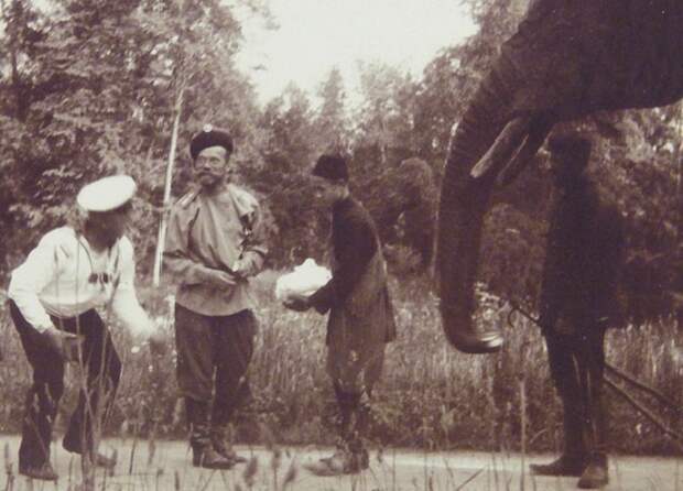 Как Николай II коллекционировал слонов, и что большевики сделали с заморскими животными после смерти императора