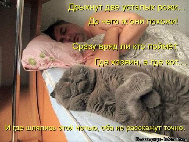 Котоматрицы великолепные, каждая с кусочком позитива и хорошего настроения!!!