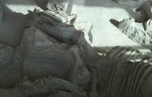Древняя окаменелость: фекалии гиен.