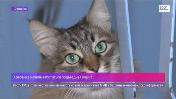 В Обнинске подъездная кошка несколько часов грела младенца-подкидыша
