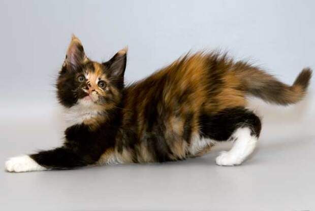 https://www.mysticalcats.ru/image/kitten17-12.06.09/QueenRegnant2m01b.jpg