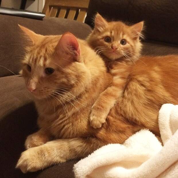 кот воспитывает котенка который на него похож 