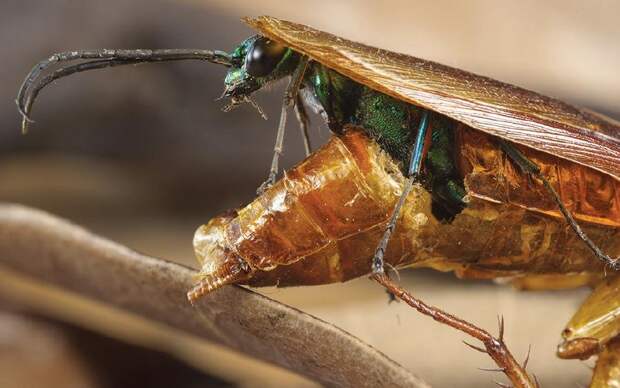 Молодая оса поедает живого таракана так, чтобы он оставался живым как можно дольше. По итогу личинка окукливается прямо в теле собственной жертвы.