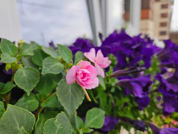 Раньше я довольно часто писал статьи-подборки о комнатных цветах, а сегодня подумал: почему бы не сделать такую же о цветах садовых?-9