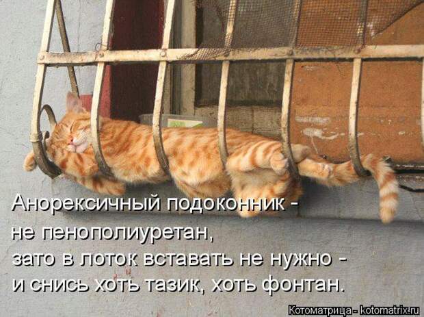 Лучшие котоматрицы недели (50 фото)