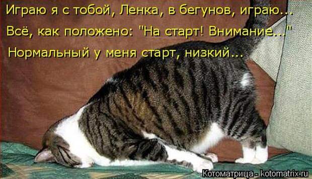 Лучшие котоматрицы недели (50 фото)