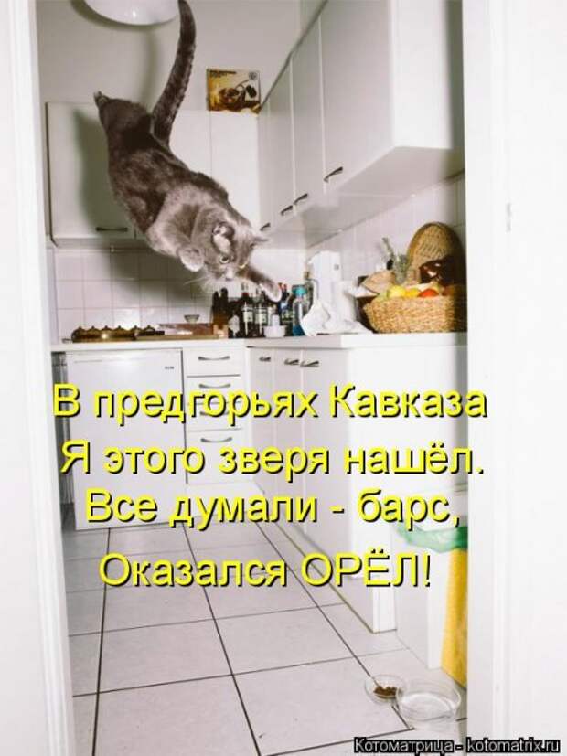 Новая котоматрица (44 шт)
