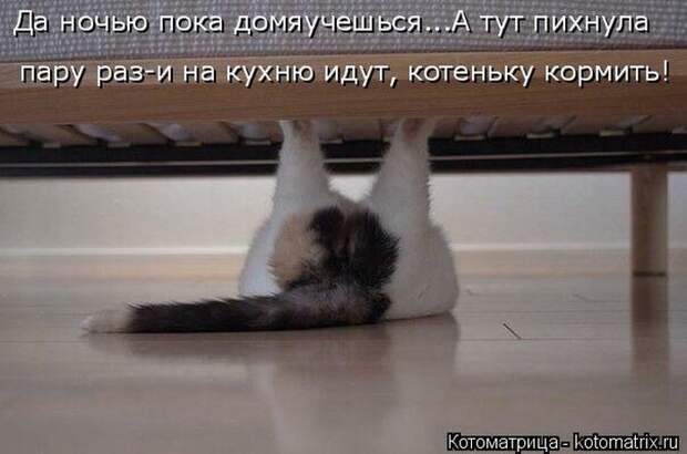 Лучшие котоматрицы недели (50 фото)