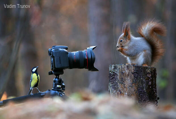 squirrel-photography-russia-vadim-trunov-1
