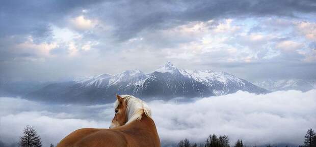 Horsei 11 Грация прекрасных лошадей в фотопроекте Equus
