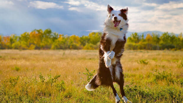 16 cамых забавных осенних фотографий собачек dogsnfall02 16 cамых забавных осенних фотографий собачек