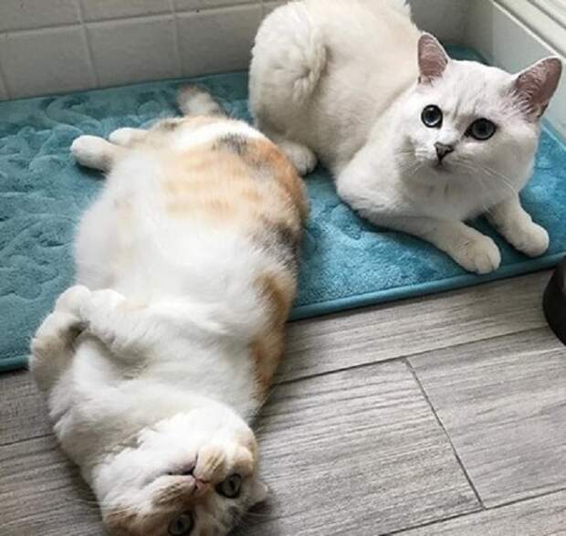 Коты лежат 