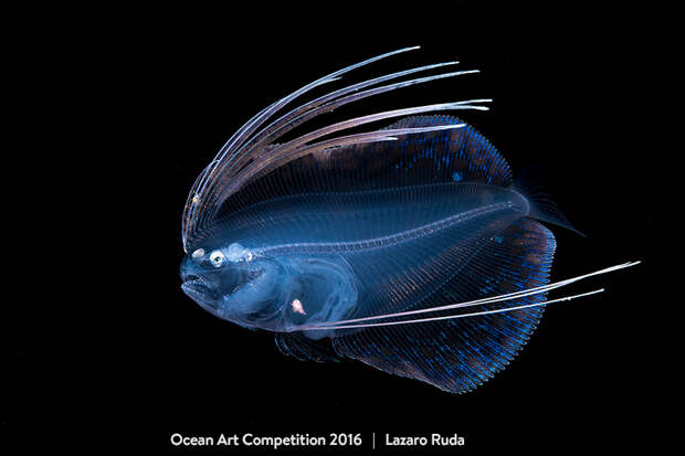 Снимки-победители Конкурса подводной фотографии 2016
