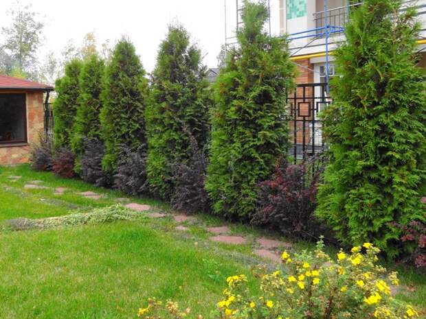 Хвойные растения для сада: выбираем самые неприхотливые культуры (65 фото)