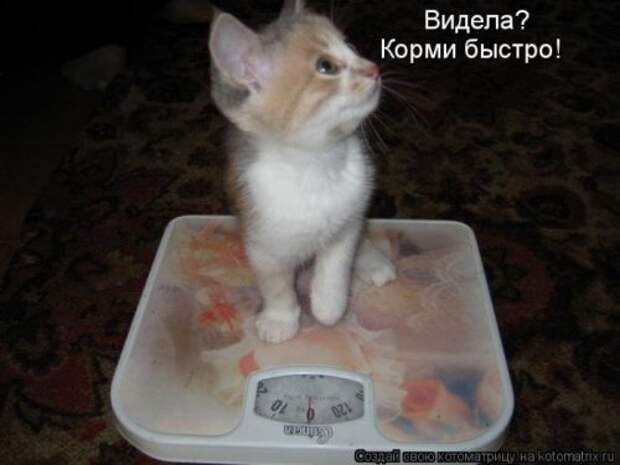 Прикольная котоматрица за неделю