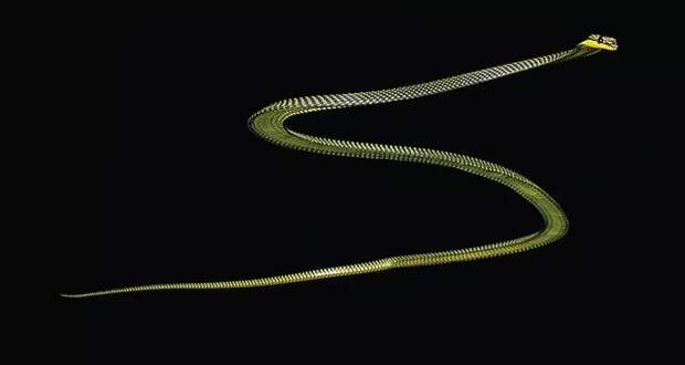 Почему древесные змеи способны летать