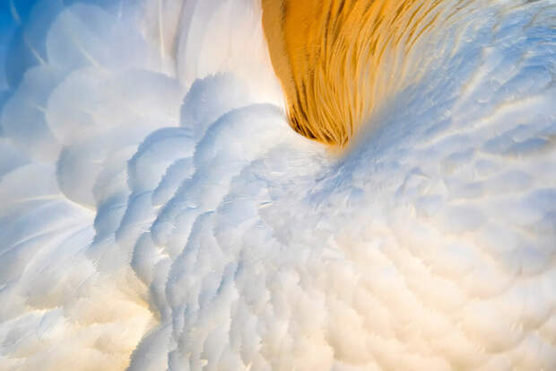 Победители фотоконкурса Bird Photographer of the Year 2020