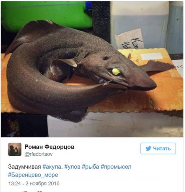 Познавательный твиттер моряка Романа Федорцова (16 фото)