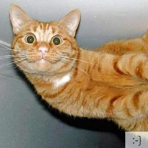 кот, эмоция