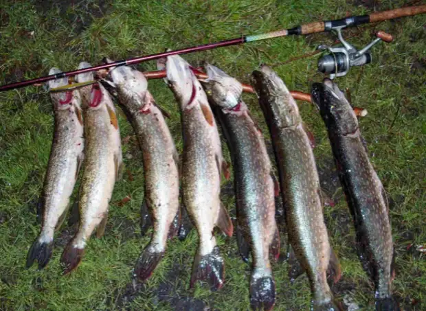 Ловлю столько щуки, что жена устала чистить. Актуальный метод ловли хищника, о котором мало кто знает