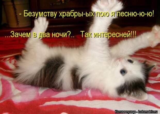 Котоматрицы (картинки с надписями)