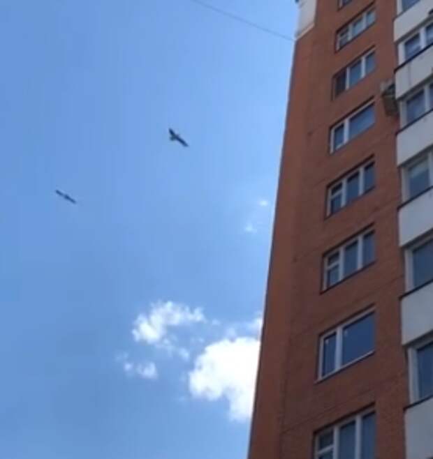 Фото дня: на Полярной заметили буревестника