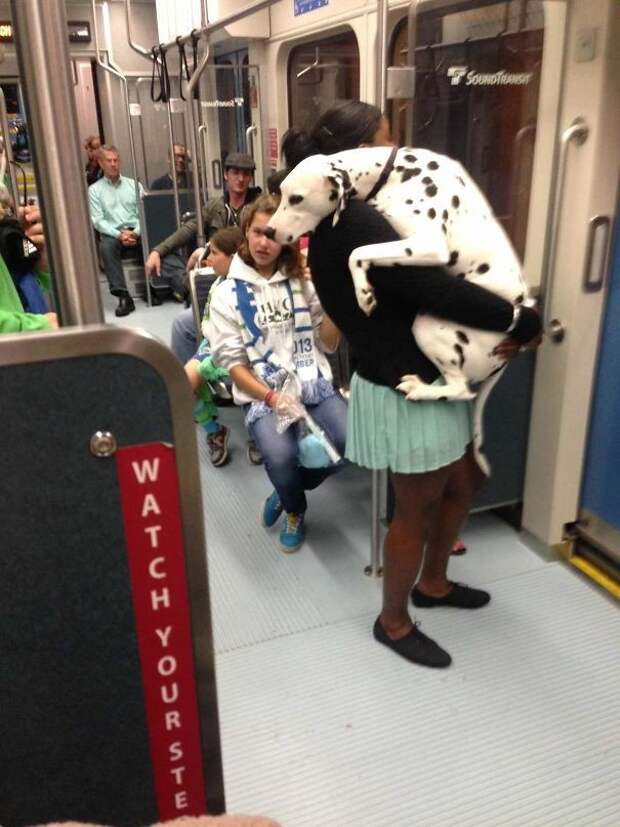 Первая поездка на метро домашние питомцы, кот, собака