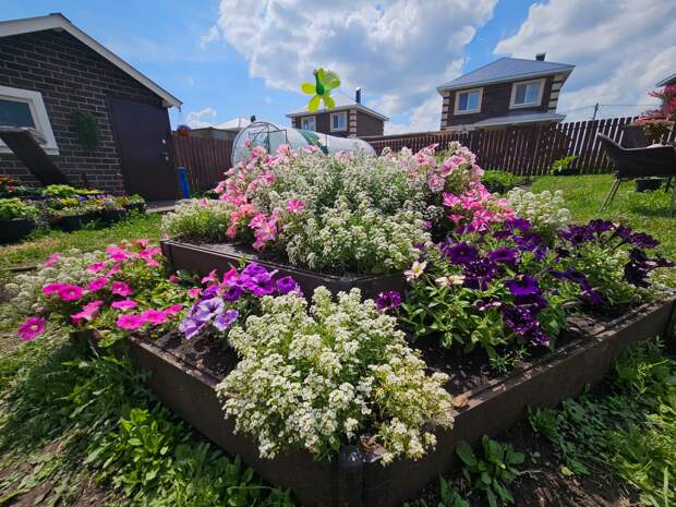 Петунии в этом году тут не очень, зато алиссумы - на славу