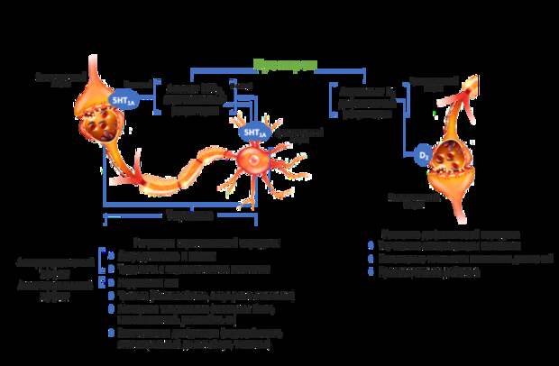 Механизм действия и спектр фармакологической активности буспирона