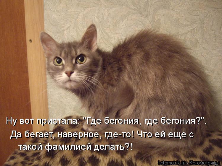 Котоматрица: Ну вот пристала: "Где бегония, где бегония?". Да бегает, наверное, где-то! Что ей еще с такой фамилией делать?!