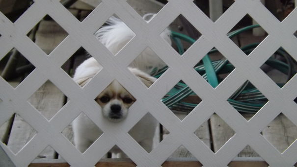beware-of-dog-018-2-57eeca05990b6__605