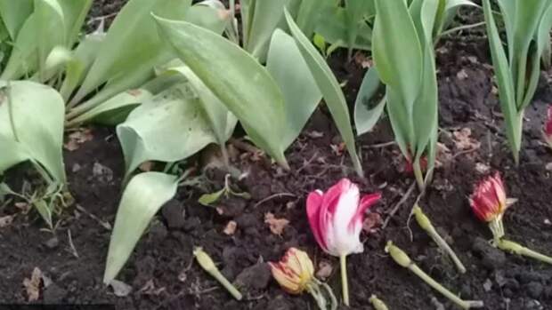 Обрезка тюльпанов, после цветения