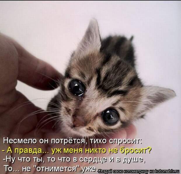 Кошатина да псятинка позитивная, этакая забавная, с надписями, очень много на выходные