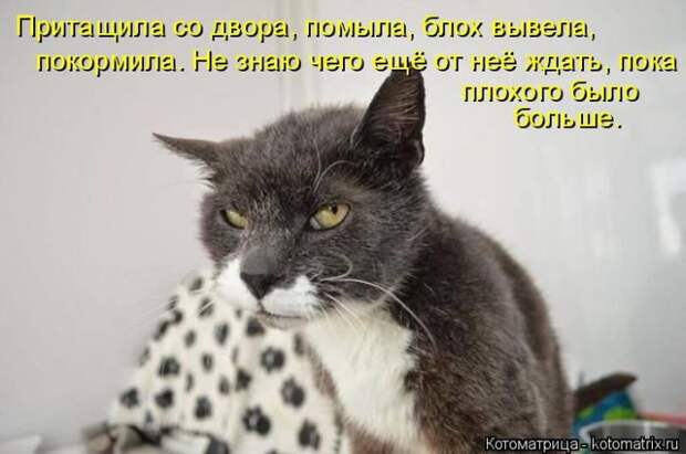 Лучшие котоматрицы недели (50 фото)