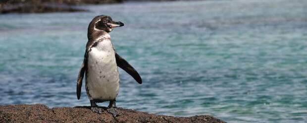 3. Галапагосский пингвин вид, вымирание, животные