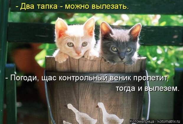 Котоматрицы великолепные, каждая с кусочком позитива и хорошего настроения!!!