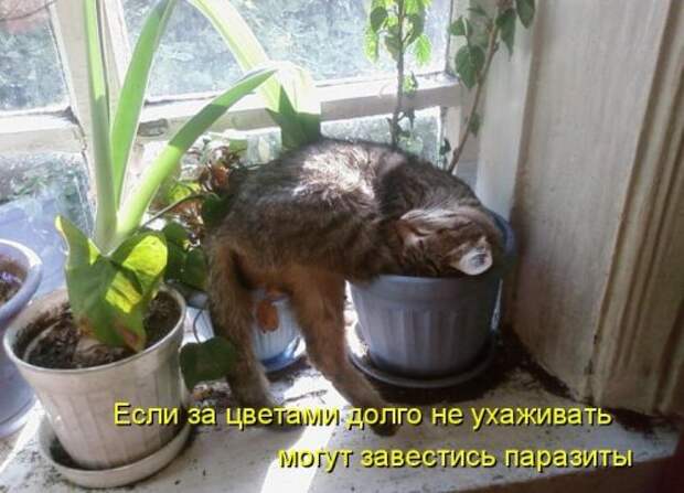 Котоматрица юморная (38 фото)