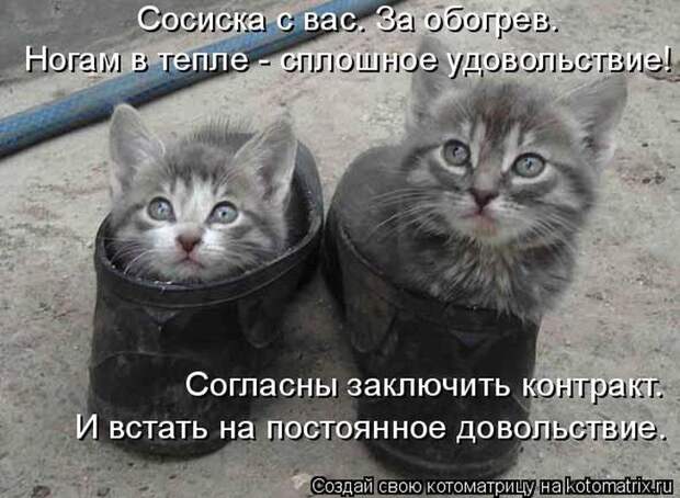 Лучшие котоматрицы недели (50 фото)