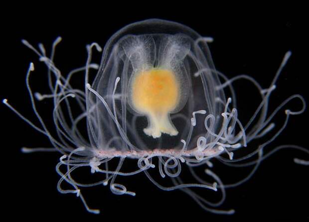 Медуза Turritopsis nutricula Медуза Turritopsis nutricula