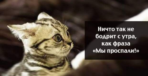 Житейская мудрость в прикольных картинках (23 фото)