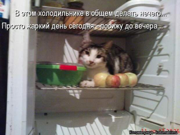Лучшие котоматрицы недели (50 фото)