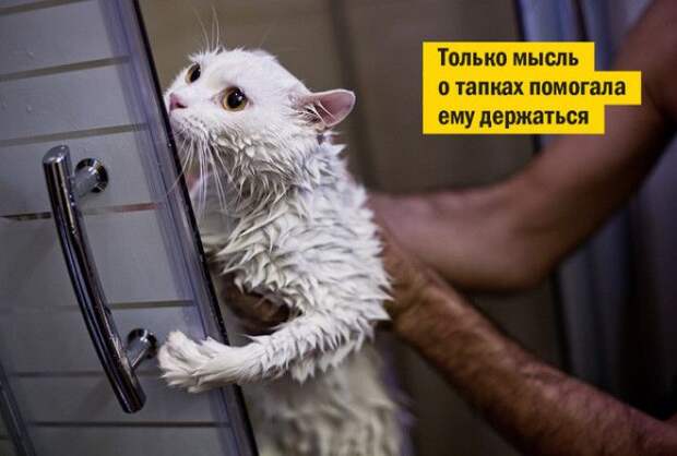 Грязный кот — счастливый кот.