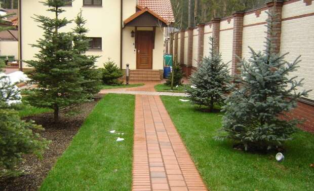 Хвойные растения для сада: выбираем самые неприхотливые культуры (65 фото)