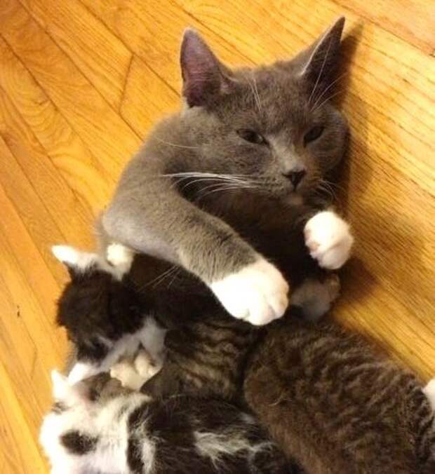 На улице нашли пятерых брошенных котят без мамы-кошки