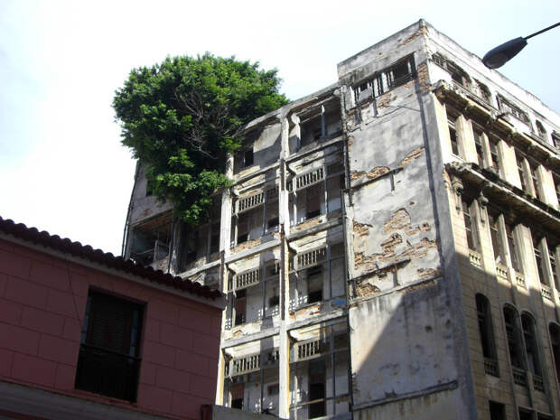 Дерево против здания