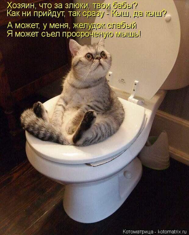 Лучшие котоматрицы недели