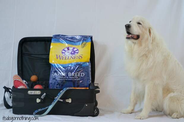 Great Pyrenees - Rover.com