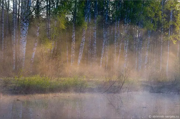 Когда цветут берёзы 